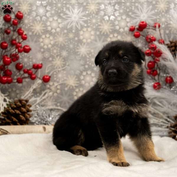 Mazzie, German Shepherd Puppy